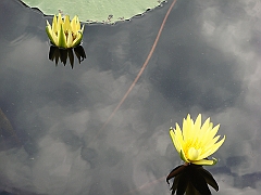 271 Longwood Gardens [2008 August 23]